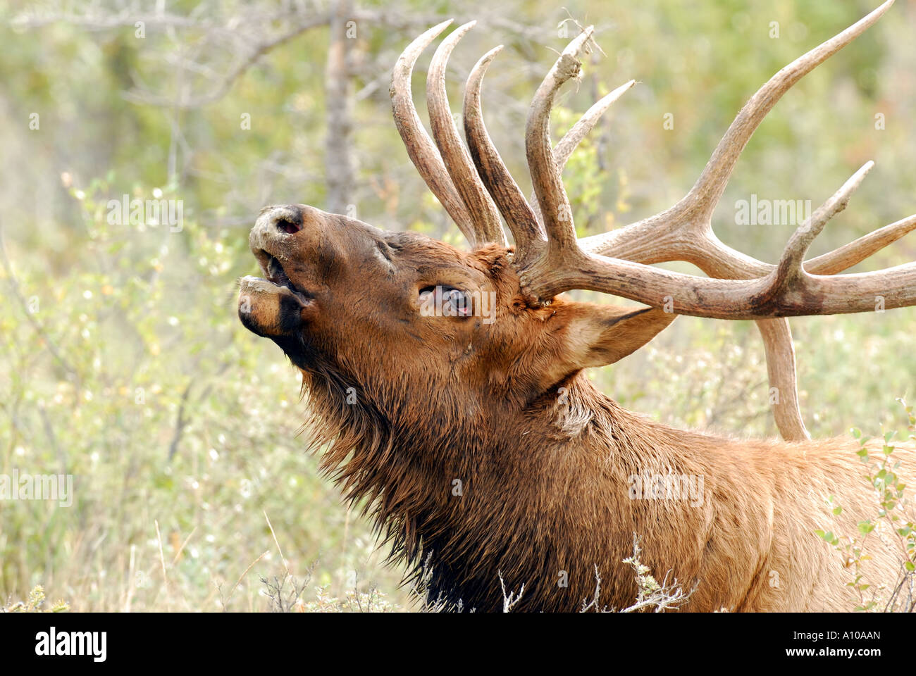 bull elk calling bull elk calling