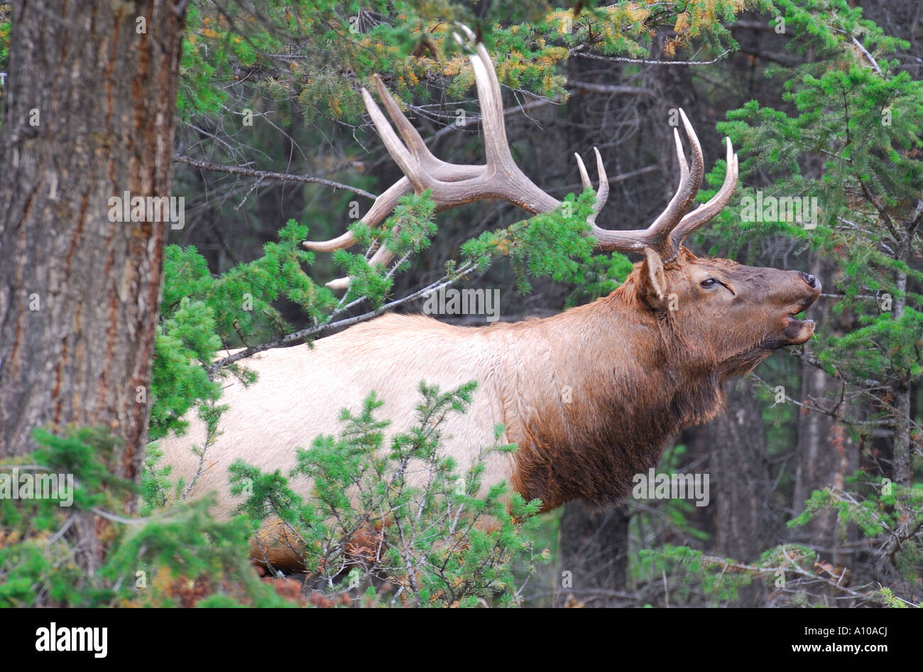 Bull Elk calling Stock Photo Alamy