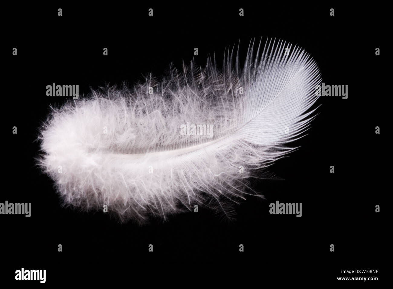 feather gently floating down Stock Photo Alamy