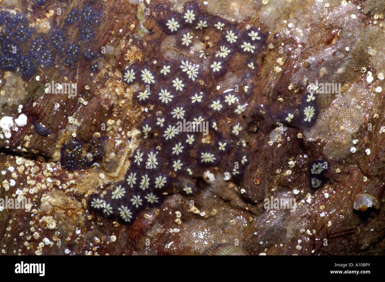 star ascidian Botryllus schlosseri growing in rock pool close to shore cornwall Stock Photo