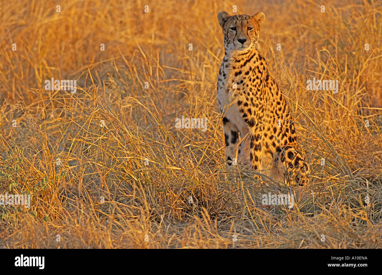King Cheetah sitting in early morning golden African light Stock Photo