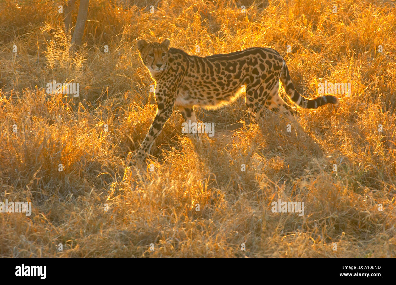 King Cheetah South Africa Stock Photo