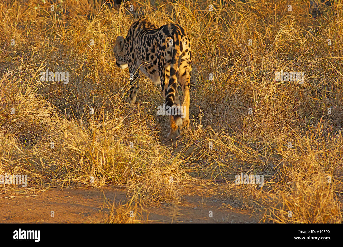 King Cheetah in golden early morning light Stock Photo