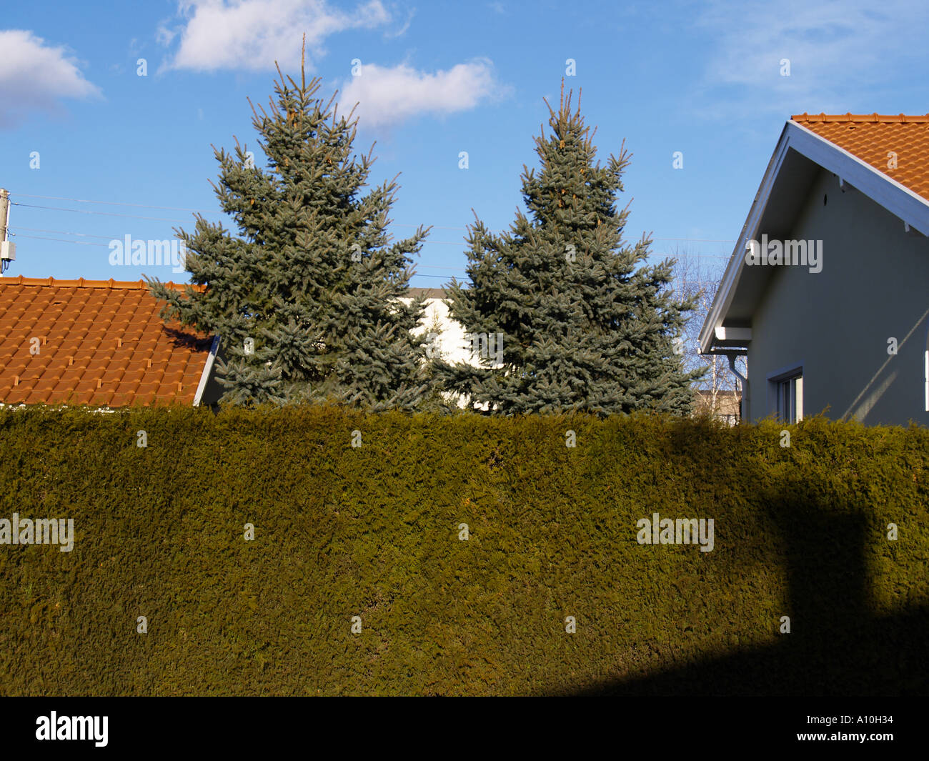 thuja hedge, fir trees, middle class Stock Photo Alamy