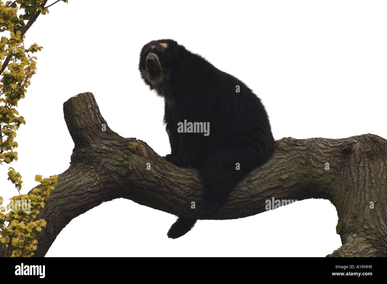 Spectacled Bear, Tremarctos ornatus, Chester Zoo Stock Photo - Alamy