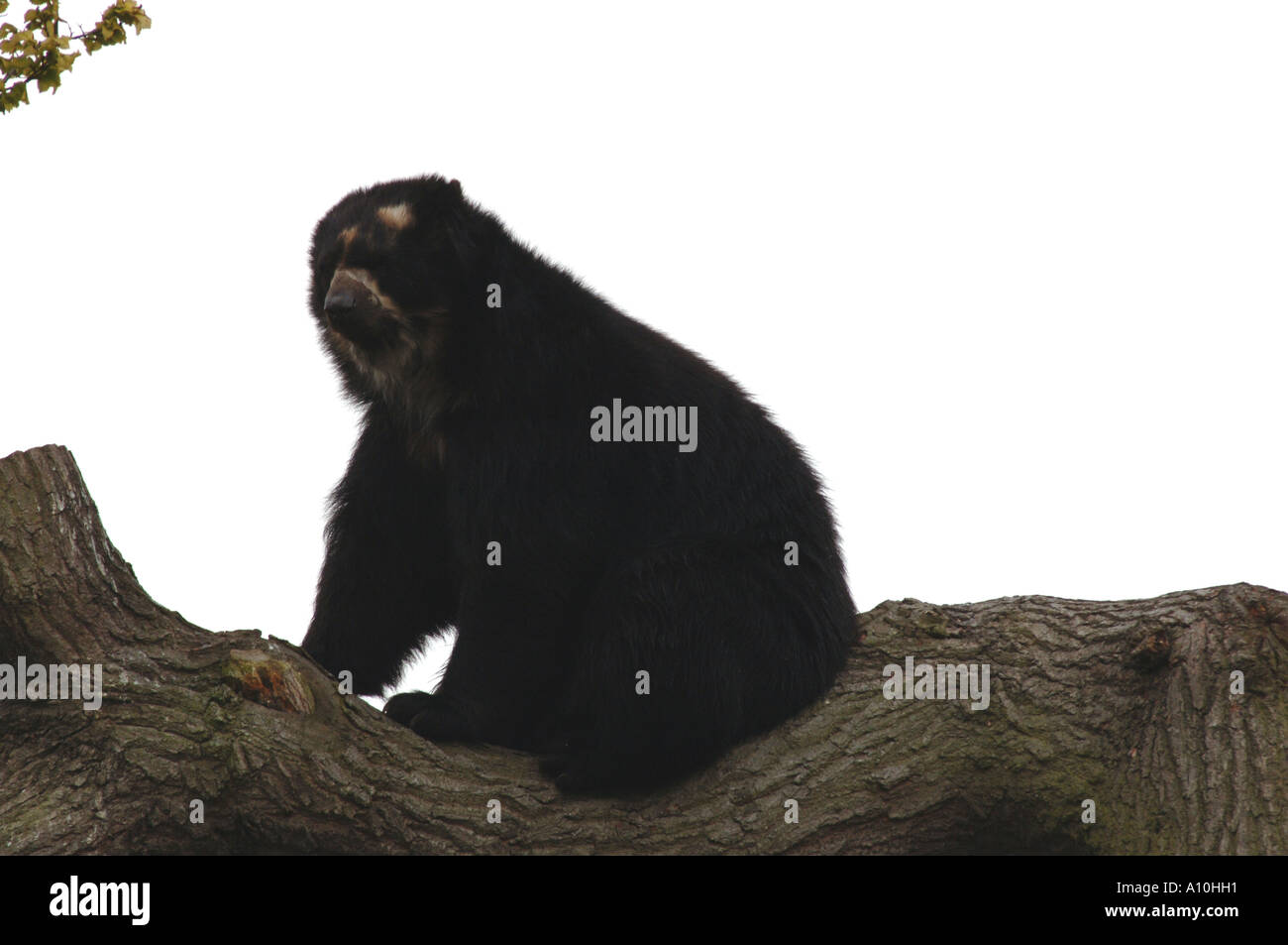 Spectacled Bear (Tremarctos ornatus) at Chester Zoo Stock Photo - Alamy