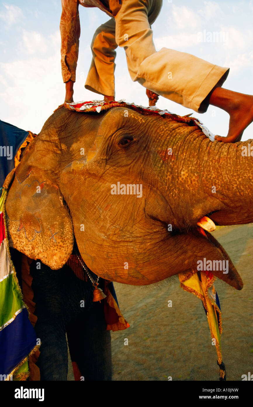 Man climbing on an elephant trunk Stock Photo