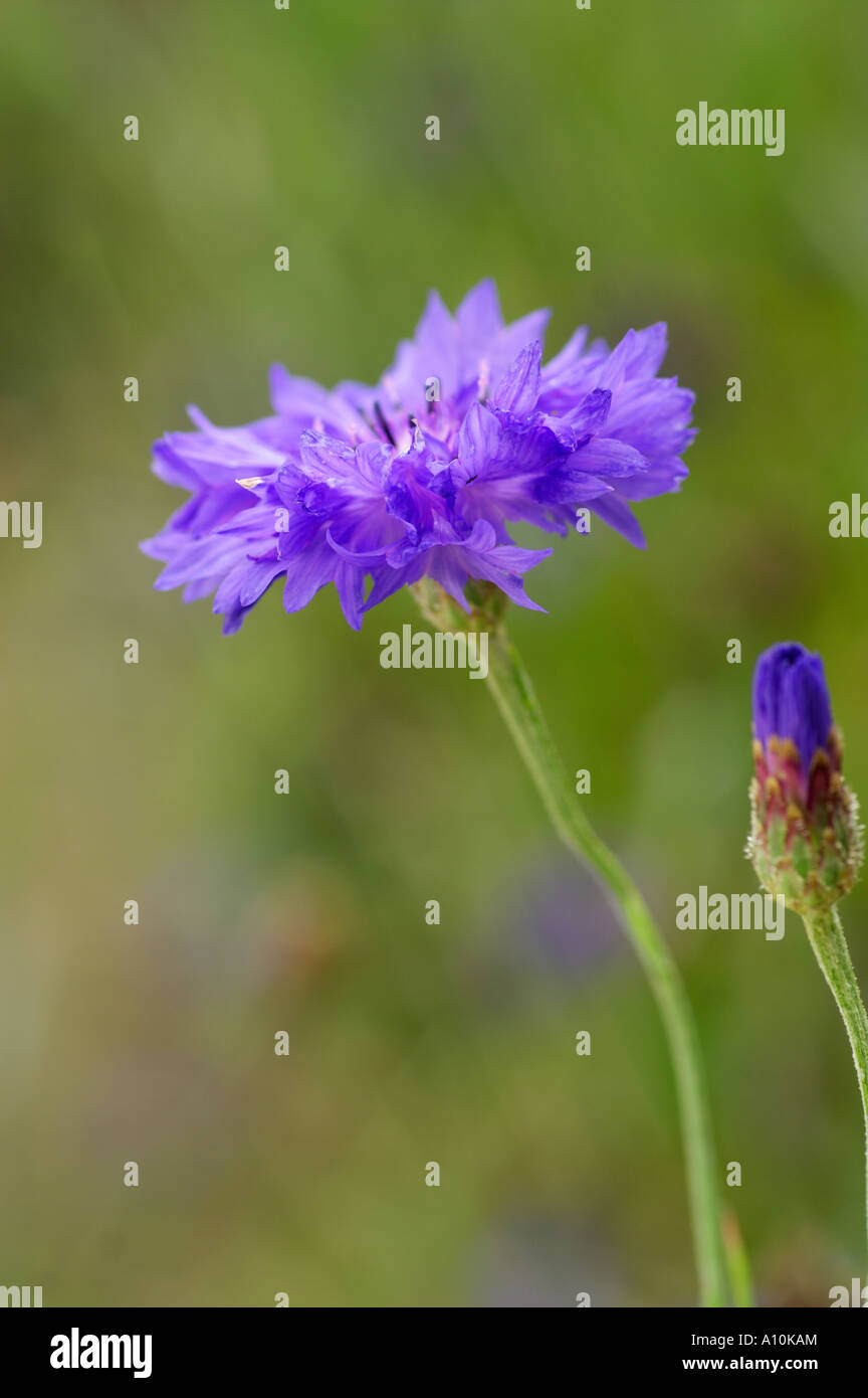cornflower Centaurea cyanus growing at the lost gardens of heligan cornwall Stock Photo