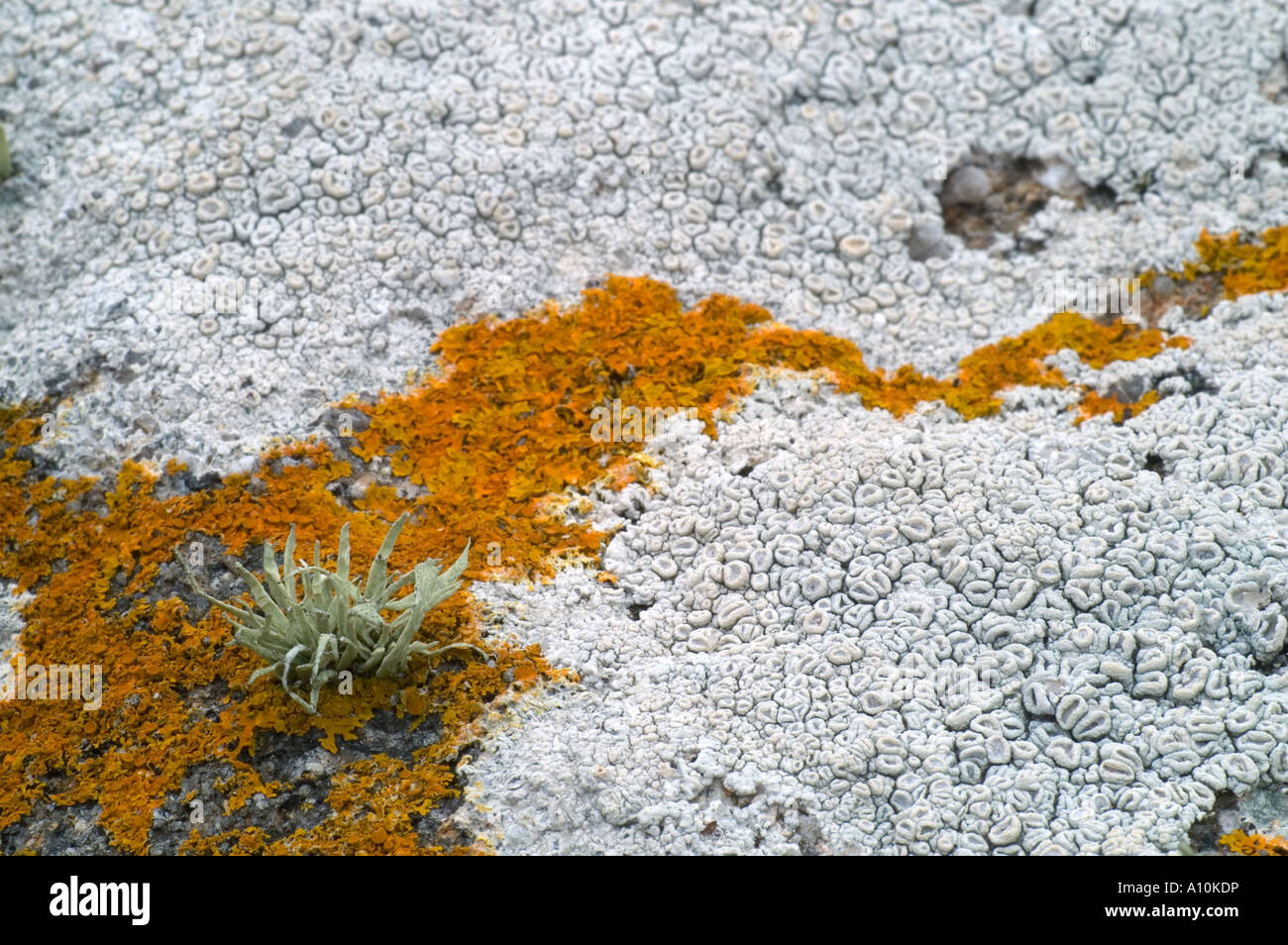 lichens crab s eye lichen Ochrolechia sea ivory Ramalina siliquosa and