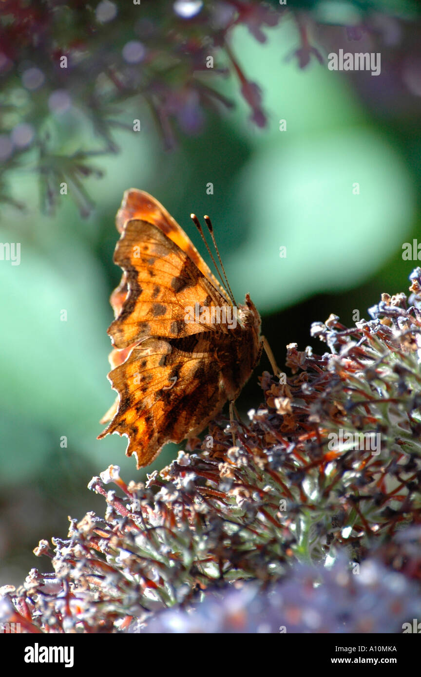 a comma butterfly with the sunlight shining through its wins at rest on a buddlea shrub Stock Photo