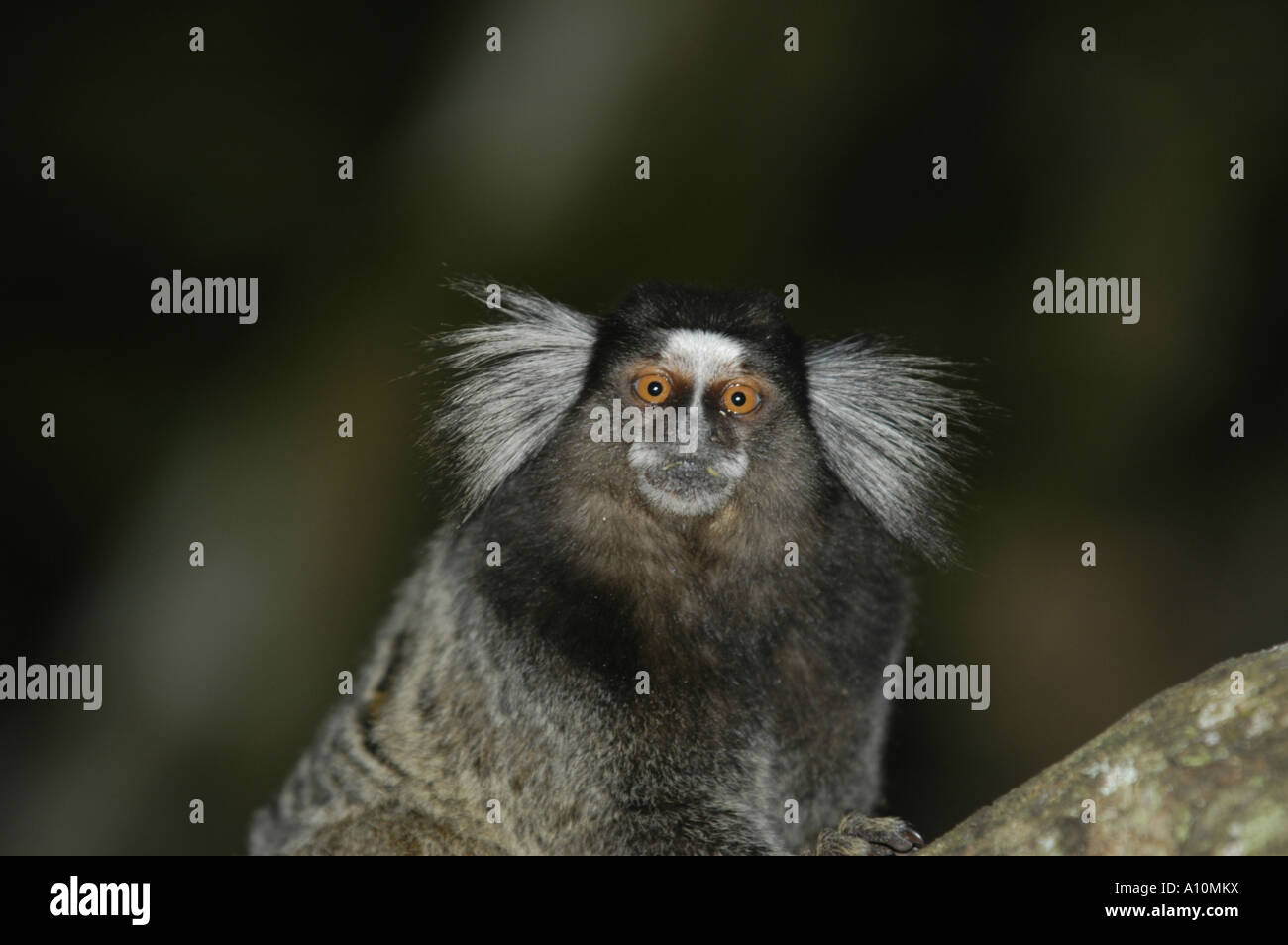 Calithrix Size Marmoset Callithrix jacchus Rio de Janeiro Brazil Stock Photo - Alamy