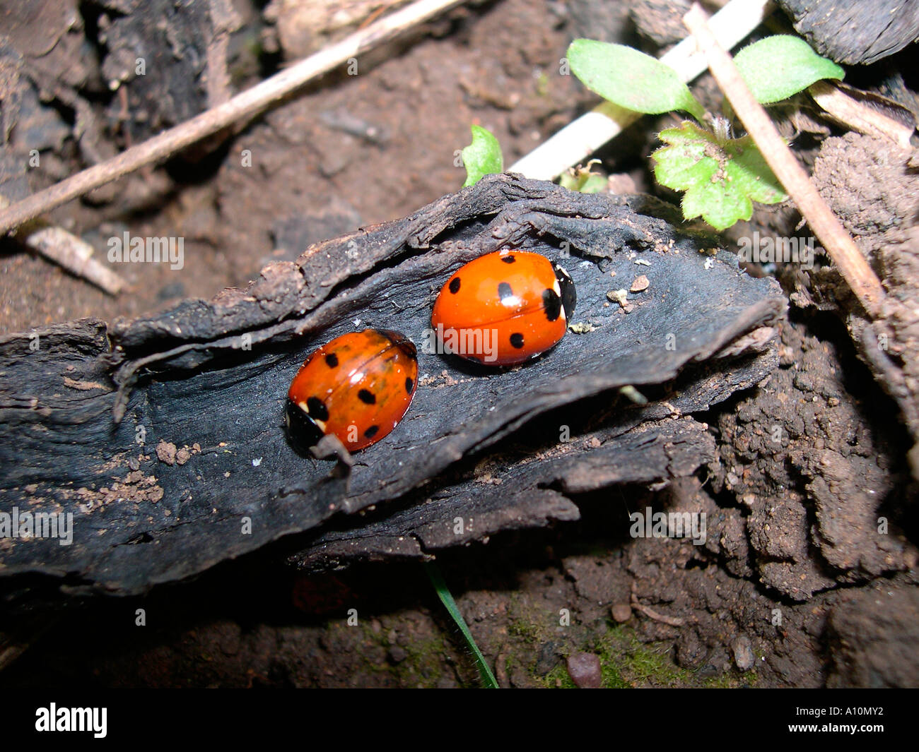 two six spot ladybirds on a bit of bark ladybirds are the gardeners friend eating aphids that spoil plants Stock Photo