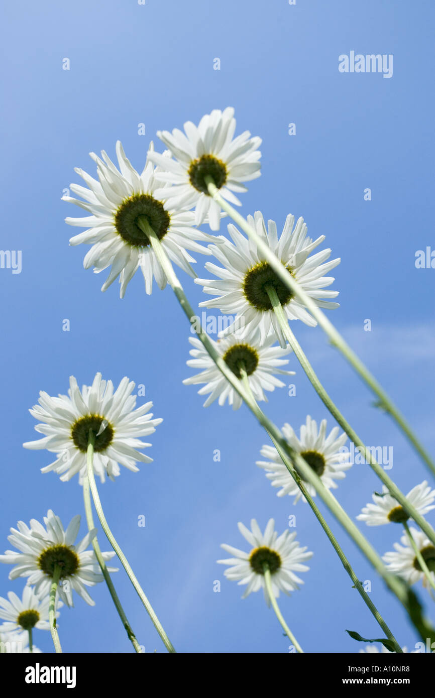 Group of Shasta Daisy Flowers against Blue Sky UK Stock Photo