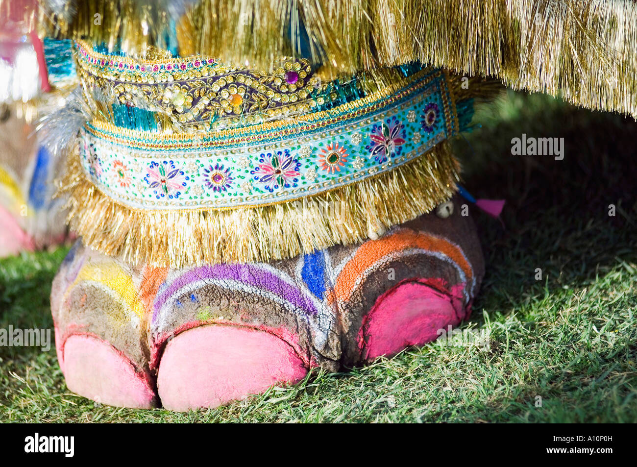 Jaipur leg hires stock photography and images Alamy