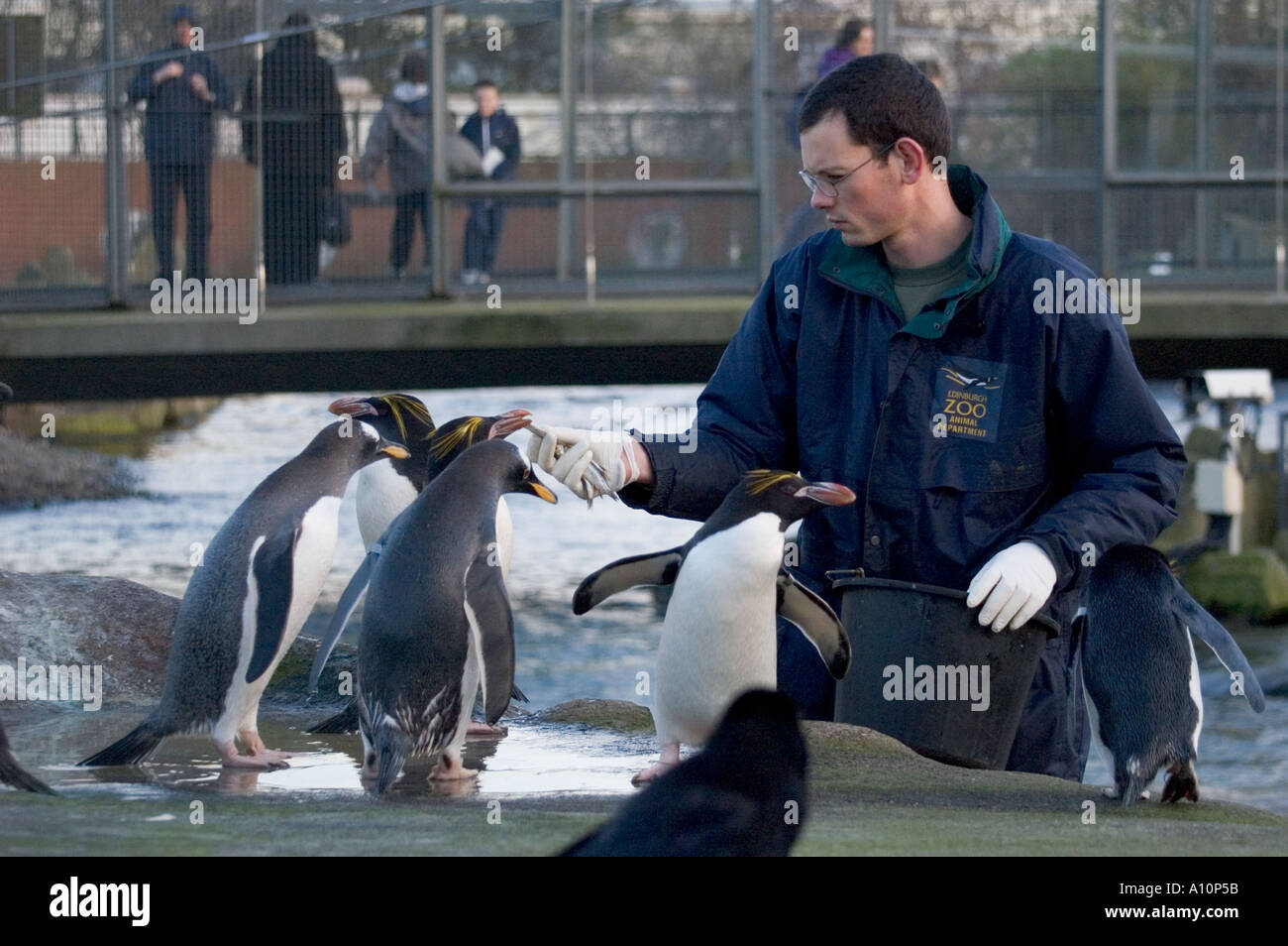 Feeding Macaroni penguins Eudyptes Chrysolophus at Edinburgh Zoo zoo
