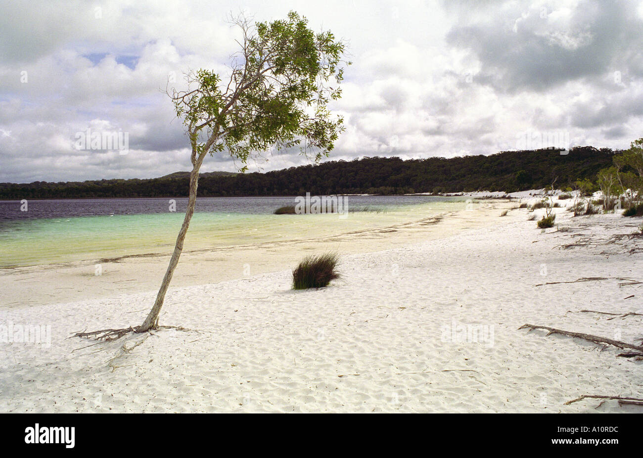 Lake McKenzie, Fraser Island Stock Photo Alamy