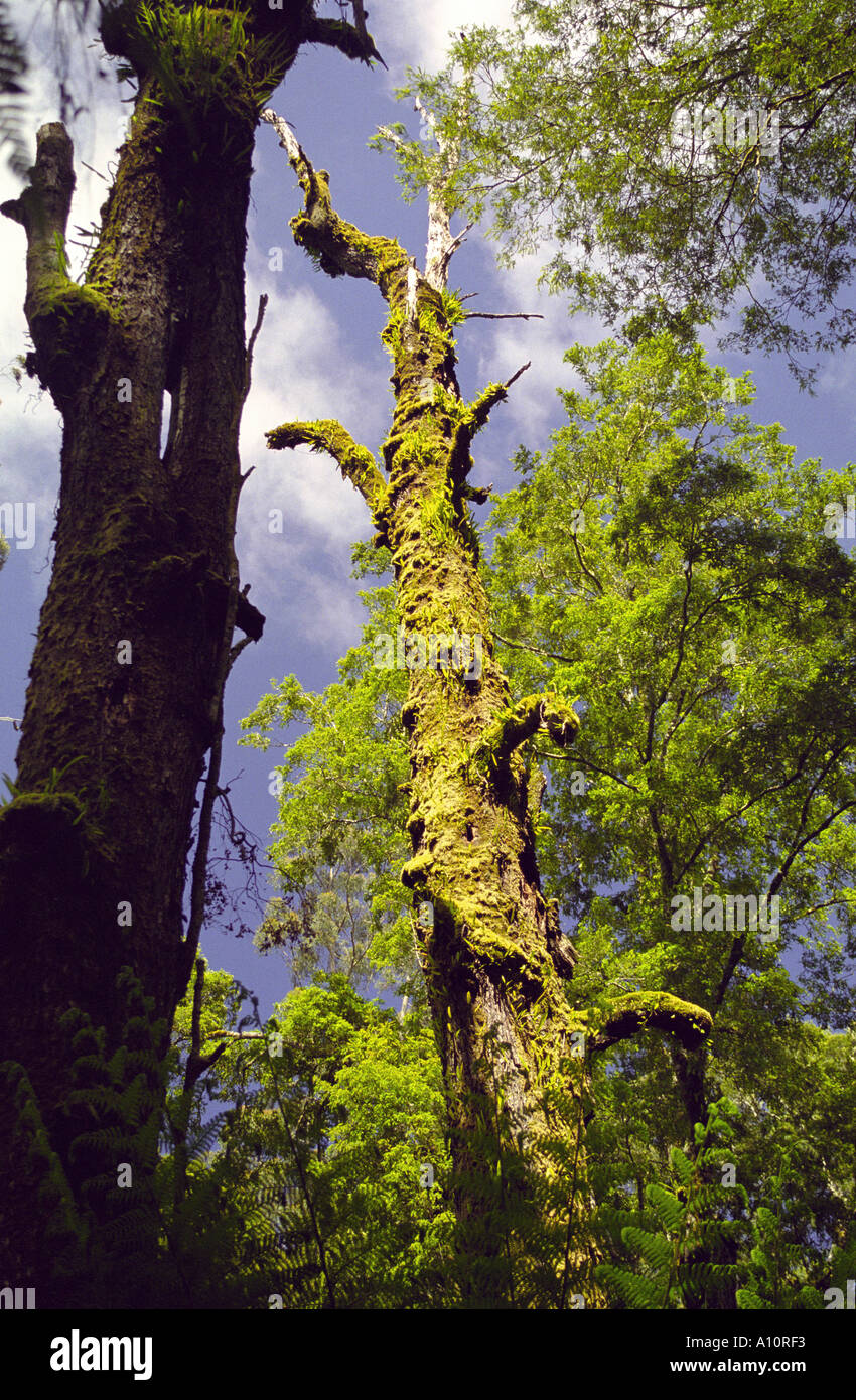 Trees Otway Ranges Fern trees, Otway Ranges Stock Photo - Alamy