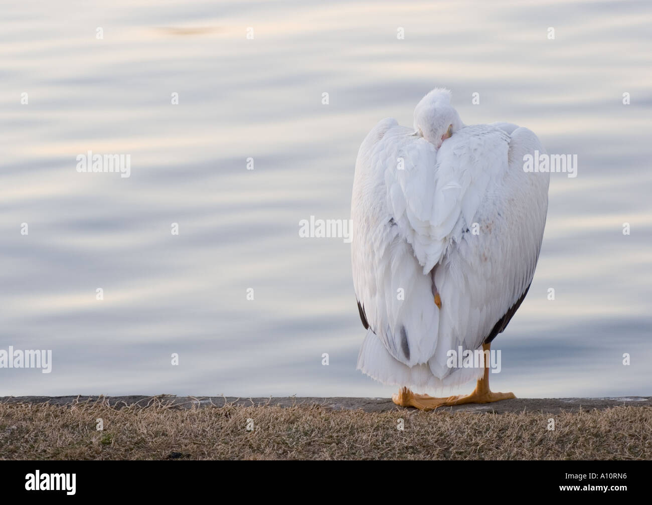 Lakeside sleeping pelican Stock Photo