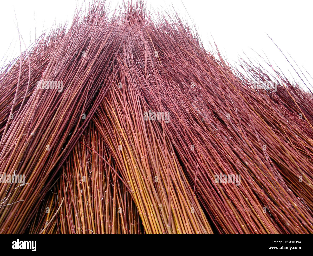 sheafs of reed Stock Photo