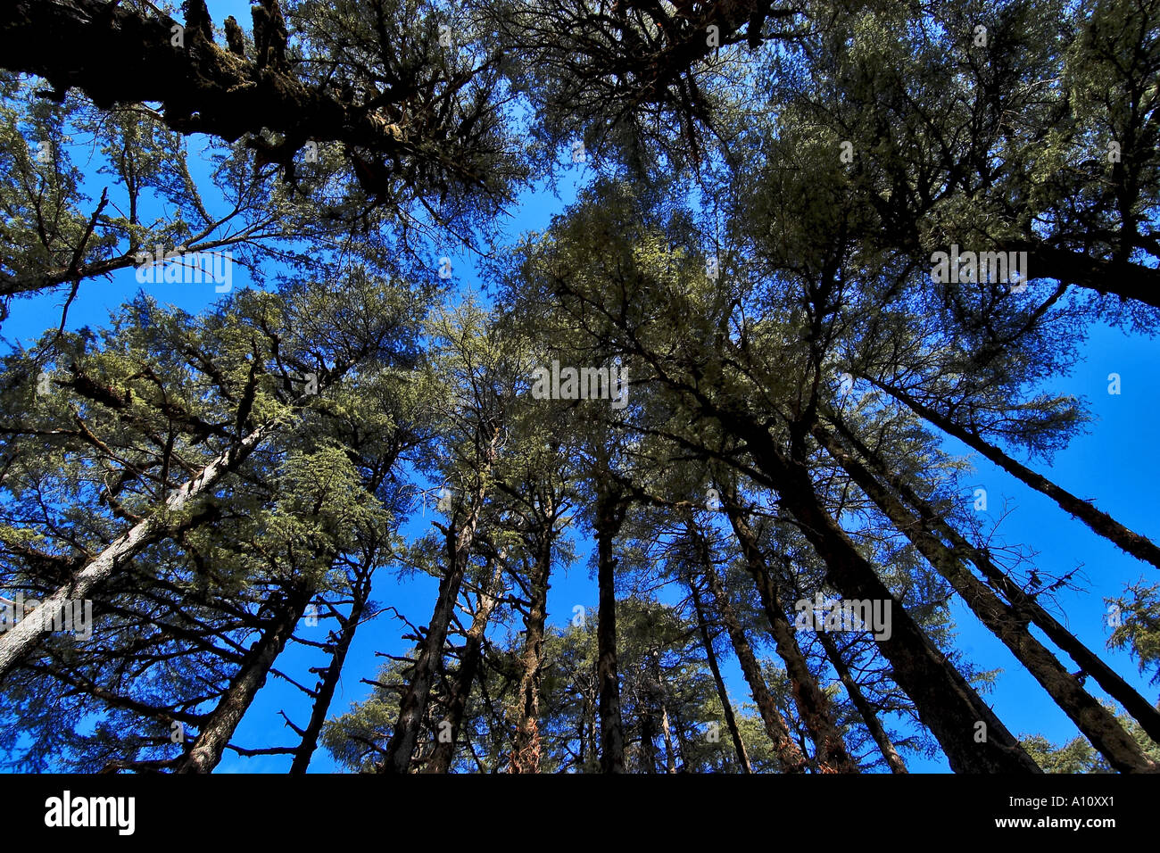Deodar Cedar Trees, Dhanaulti, Mussoorie, Tehri Garhwal, Uttarakhand, India, Asia, Stock Photo