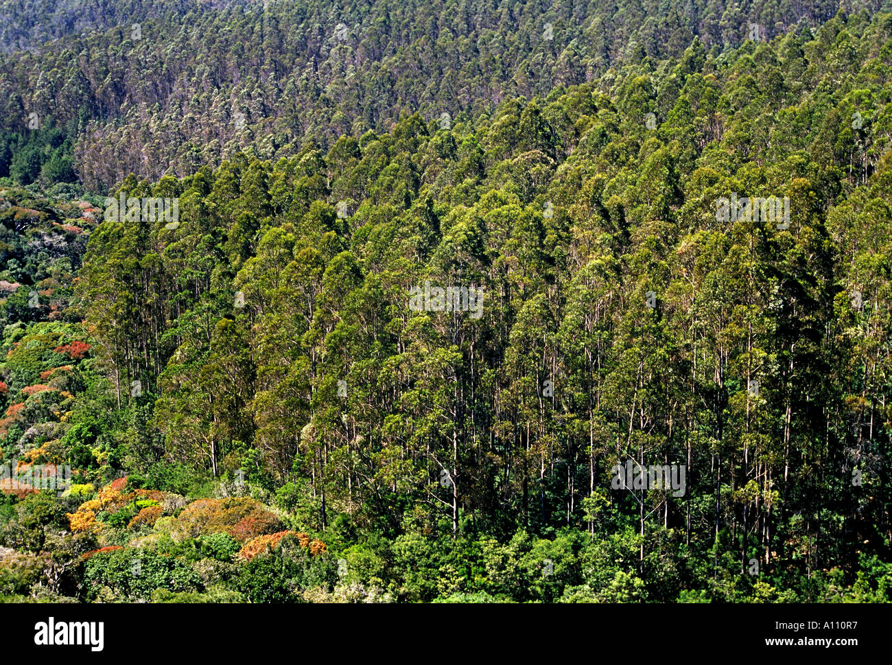 Berijam Range Forest views in Kodaikanal Hill Station South India Stock  Photo - Alamy