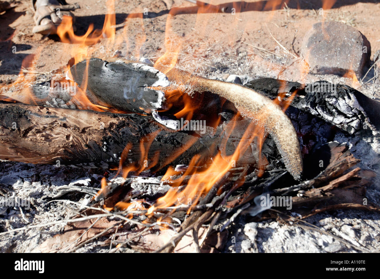 Aboriginal Cooking Stock Photos & Aboriginal Cooking Stock Images Alamy