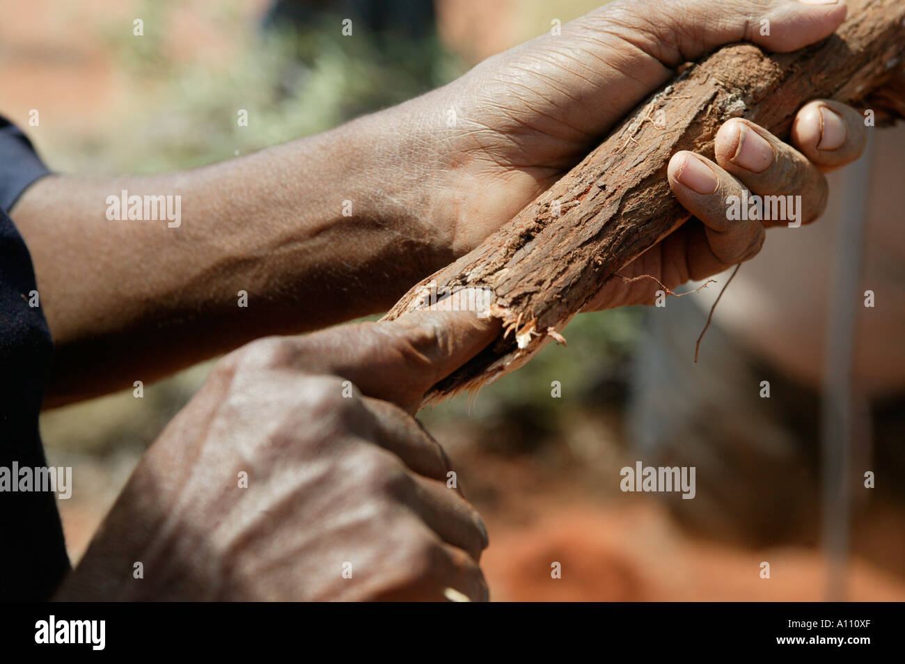 Aboriginal woman pulls a witchetty grub from the root of a witchetty bush, Anangu Pitjantjara homelands, South Australia Stock Photo