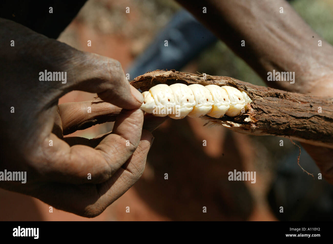 Aboriginal woman pulls a witchetty grub from the root of a witchetty bush, Anangu Pitjantjara homelands, South Australia Stock Photo