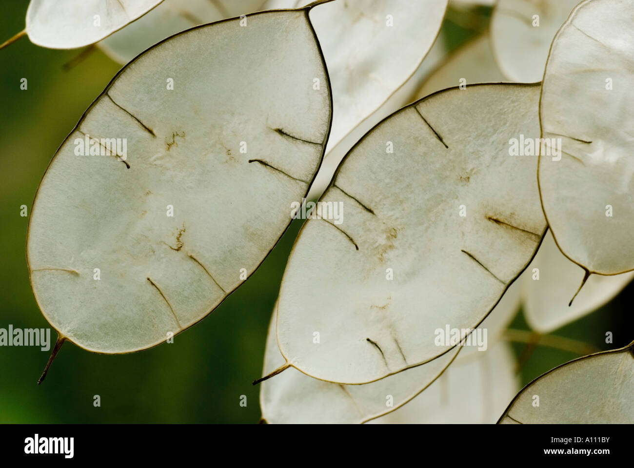Honesty Lunaria annua seed cases, Wales, UK. Stock Photo