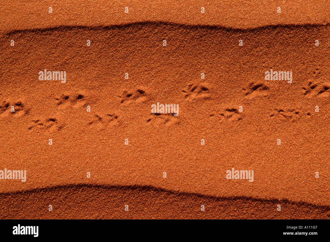 Lizard tracks in red sand dunes, Red Centre near Alice Springs, Northern Territory, Australia Stock Photo