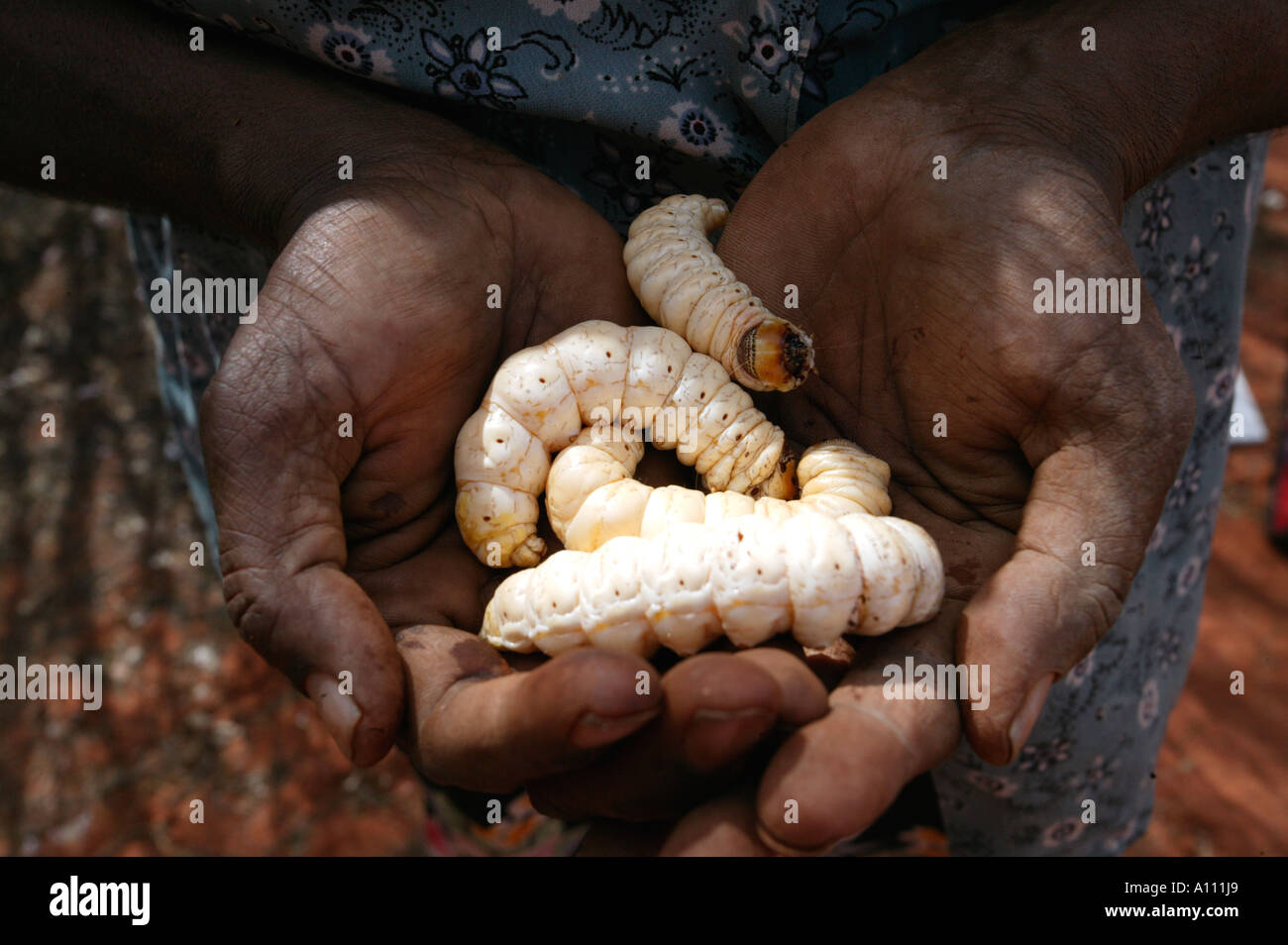 Witchetty grub. Witchetty grub. Австралийская еда. Блюда bush tucker австралия. Личинка похожая на опарыша.