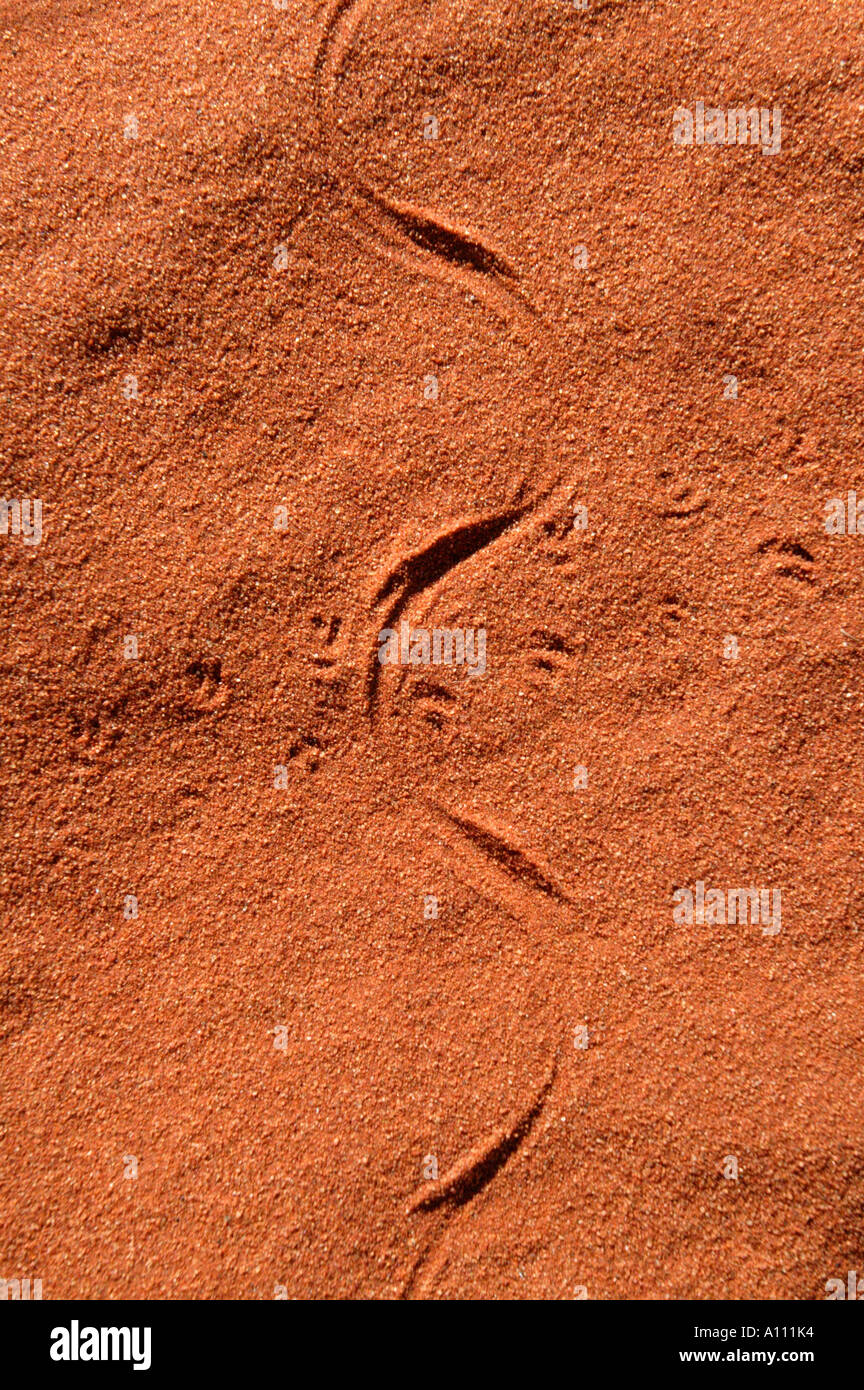 Snake and goanna tracks, Red Centre near Alice Springs, Northern Territory, Australia Stock Photo