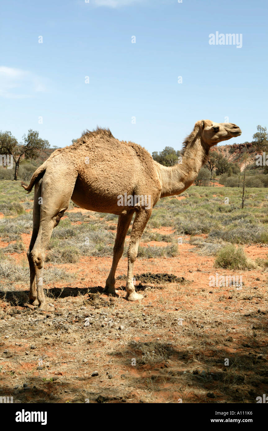 A wild bush camel, Simpson Desert, Central Australia Stock Photo