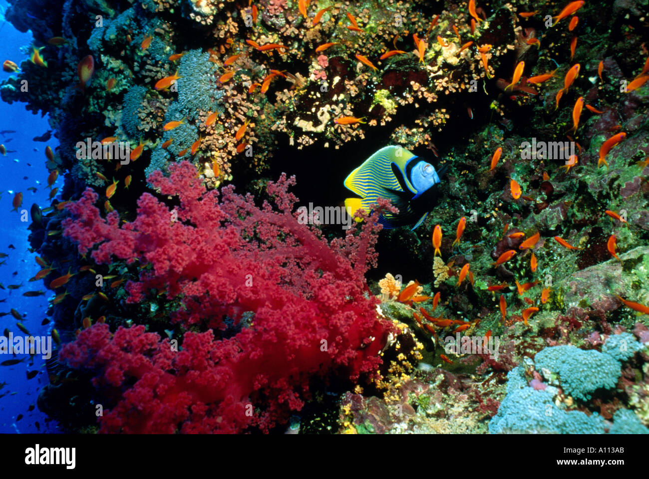 AN EMPEROR ANGELFISH EMERGES FROM BEHEND A FLOWERY STALK OF SOFT CORALS IN THE RED SEA Stock Photo