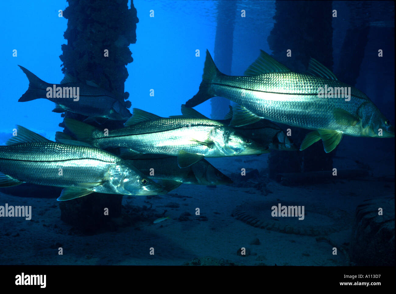 A BAND OF COMMON SNOOK Centropomus undecimalis IN THE GULF OF MEXICO Stock Photo