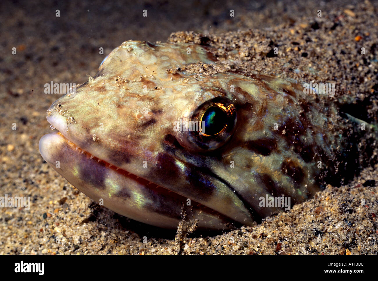 CLOSEUP OF THE FACE AND EYE OF A SAND DIVER Synodus intermedius BURIED IN THE SAND OFF OF A REEF IN THE CARIBBEAN Stock Photo