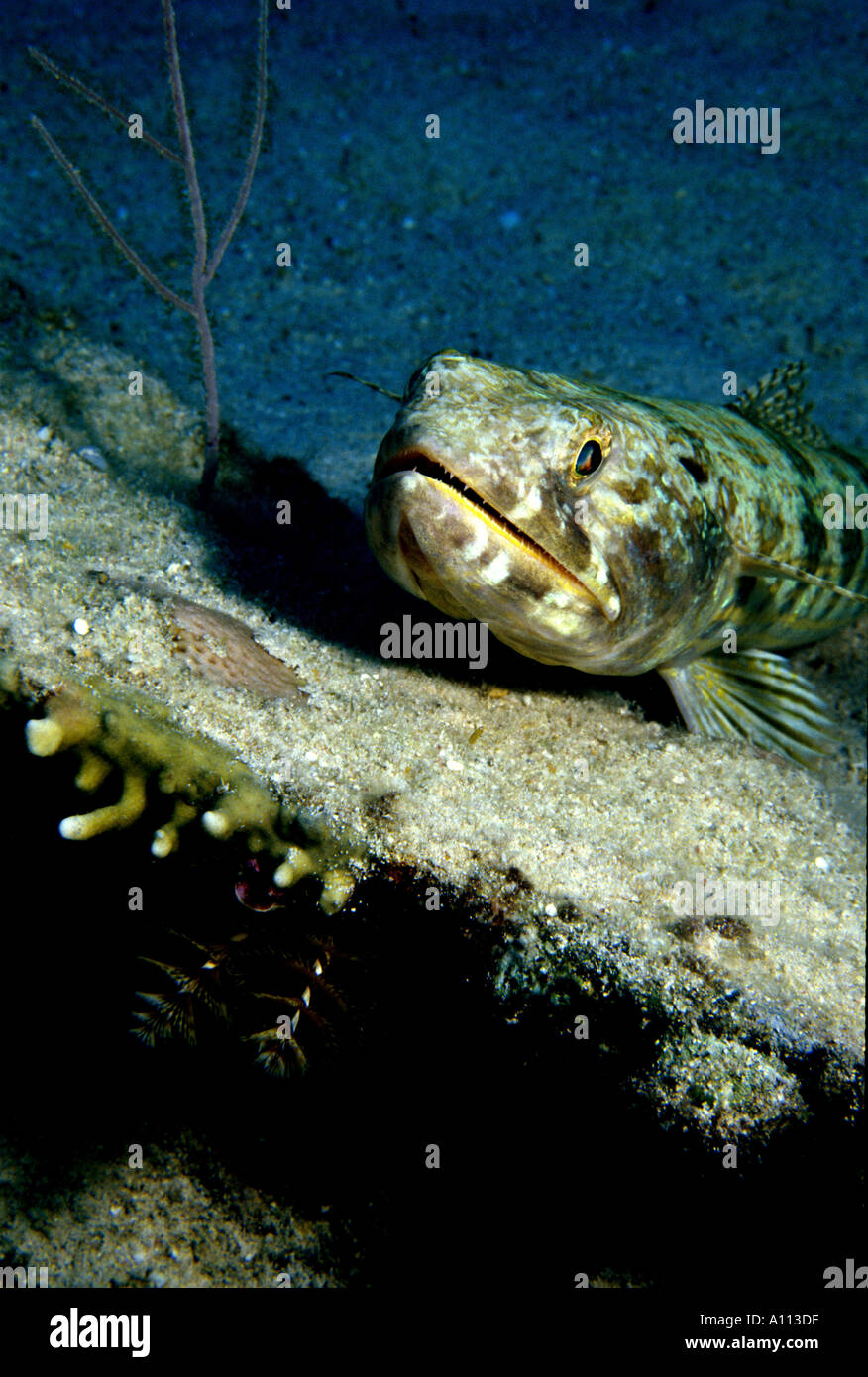A SAND DIVER Synodus intermedius RESTS ON A PIECE OF WRECKAGE IN THE FLORIDA KEYS Stock Photo