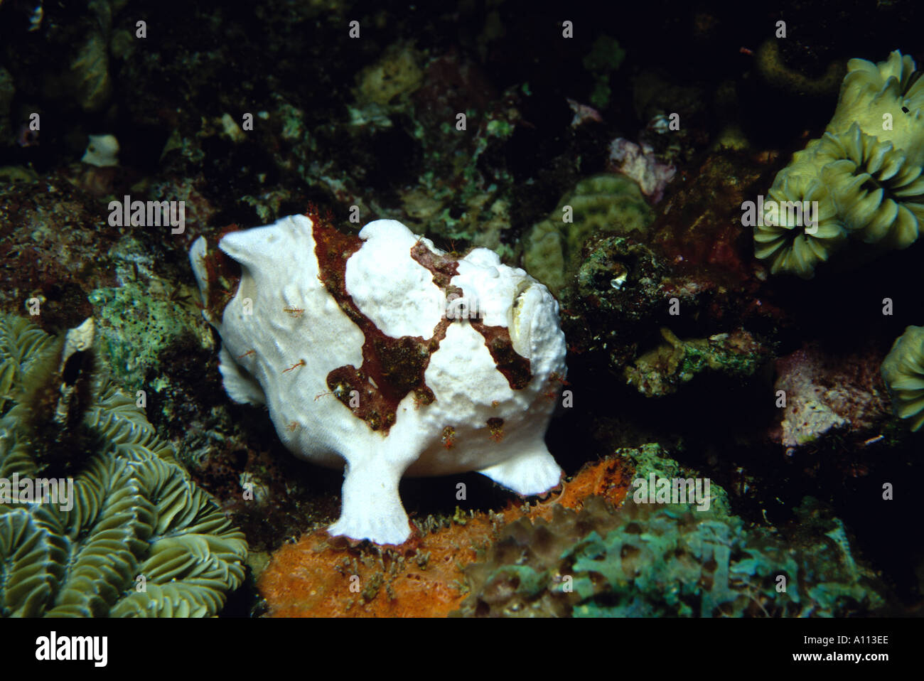 A LONGLURE FROGFISH Antennarius multiocellatus ATTEMPTS TO BLEND INTO THE CORAL BACKGROUND OF A REEF IN BONAIRE Stock Photo