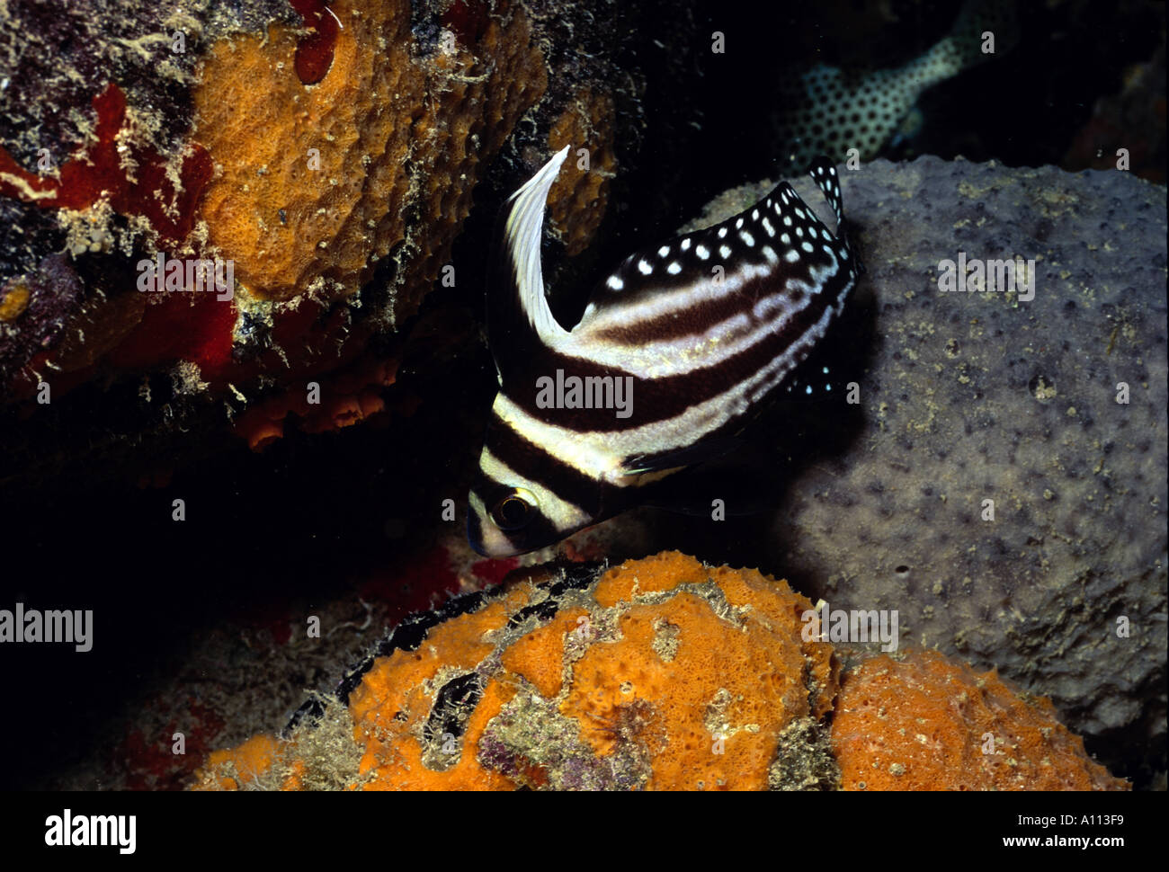 CLOSEUP OF A SPOTTED DRUM Equetus punctatus NEXT TO A VARIETY OF SPONGES IN BONAIRE Stock Photo