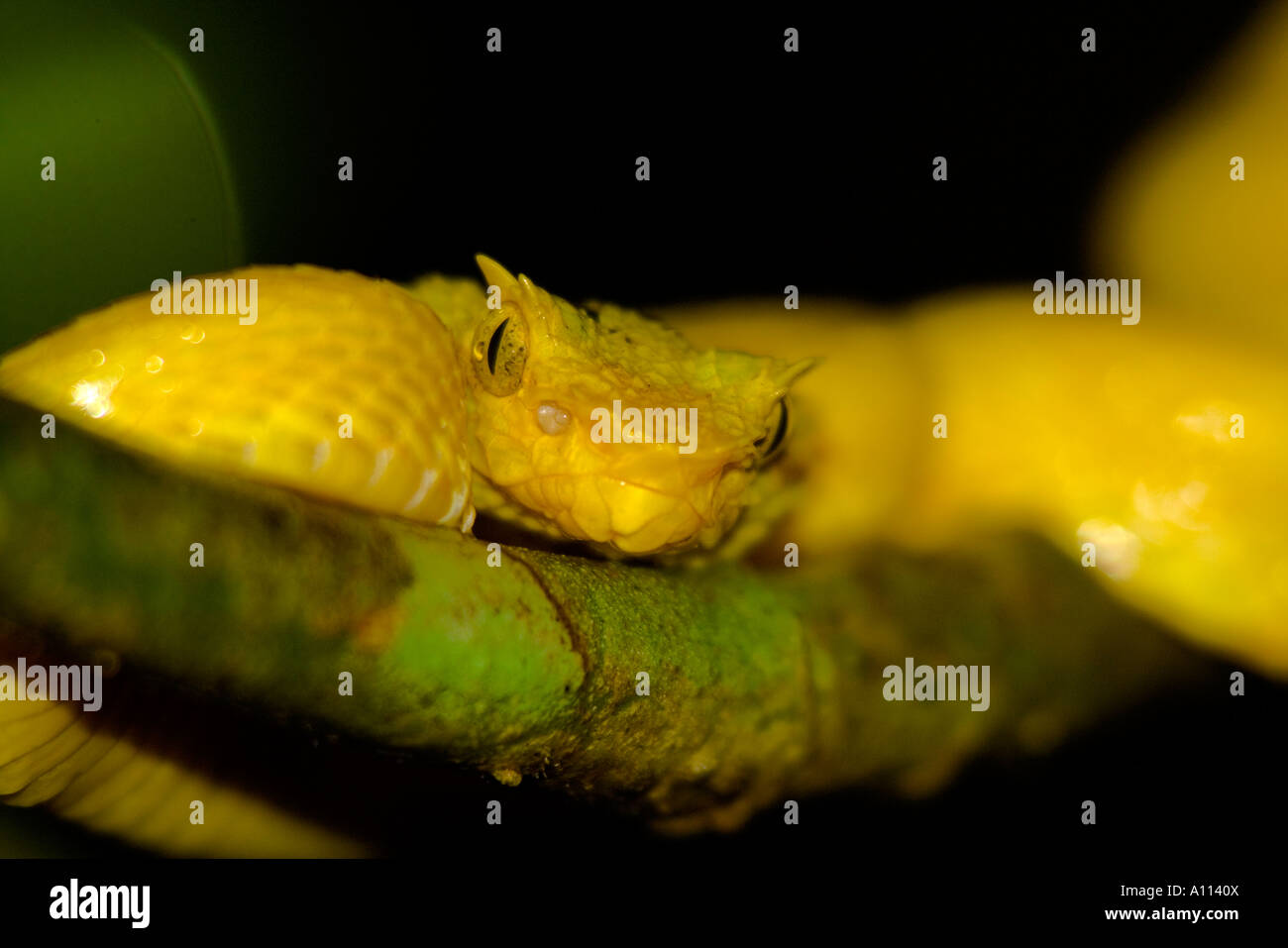 Yellow Eyelash Palm Pitviper (Bothriechis schlegelii) - resting. Stock Photo