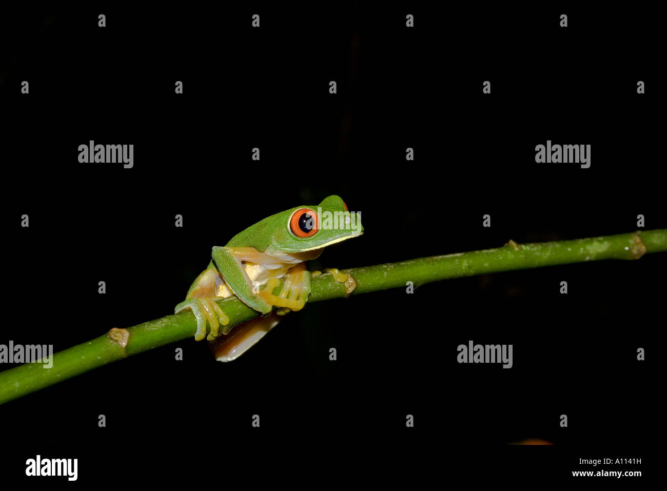 RedEyed Green Tree Frog (Agalychnis callidryas Stock Photo Alamy