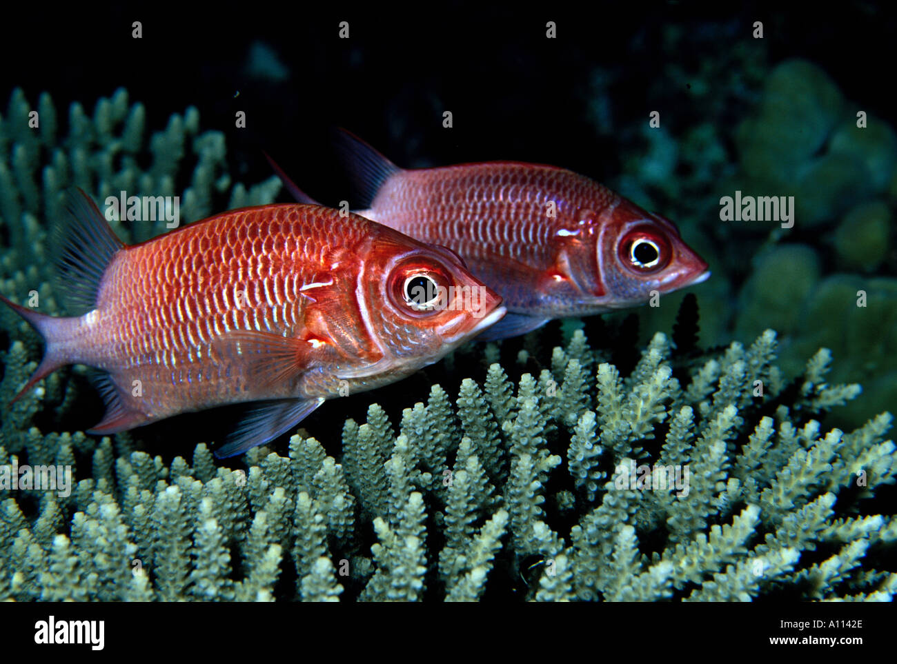 VIVIDLY RED TAILSPOT SQUIRRELFISH Sargocentron caudimaculatum HOVERS ABOVESOME STONY CORALS ON A REEF IN PAPUA NEW GUINEA Stock Photo