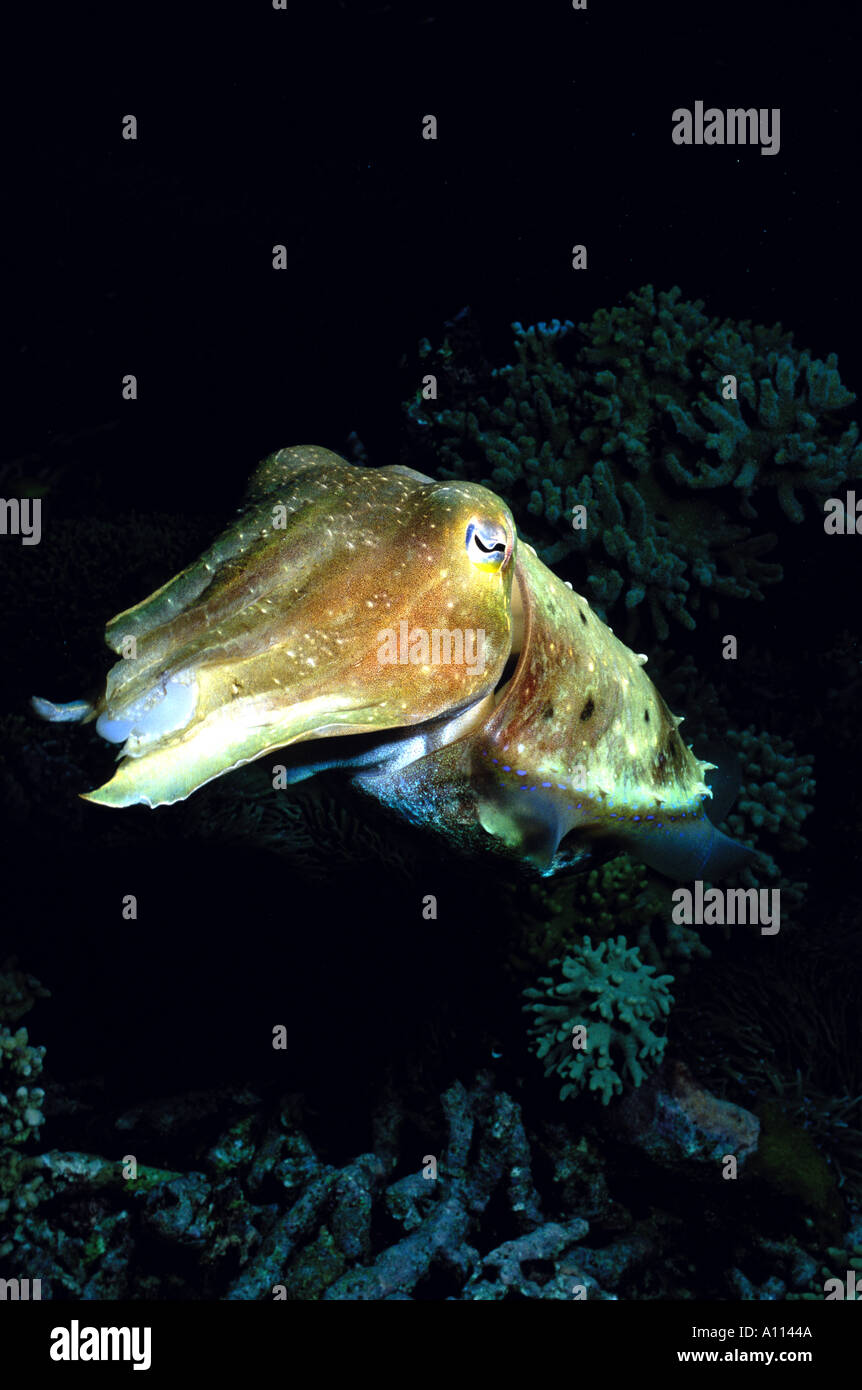 CLOSEUP OF A CUTTLEFISH Sepia latimanus AS HE HOVERS ABOVE THE REEF IN THE SOLOMON ISLANDS Stock Photo