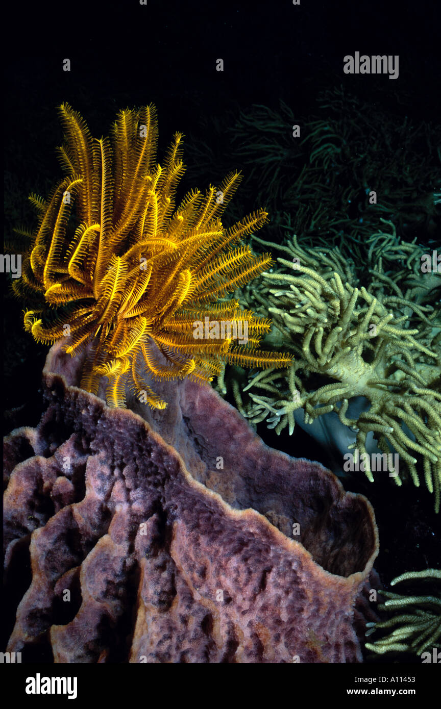 A YELLOW FEATHER STAR SITS ATOP A BARREL SONGE IN THE SOLOMON ISLANDS Stock Photo
