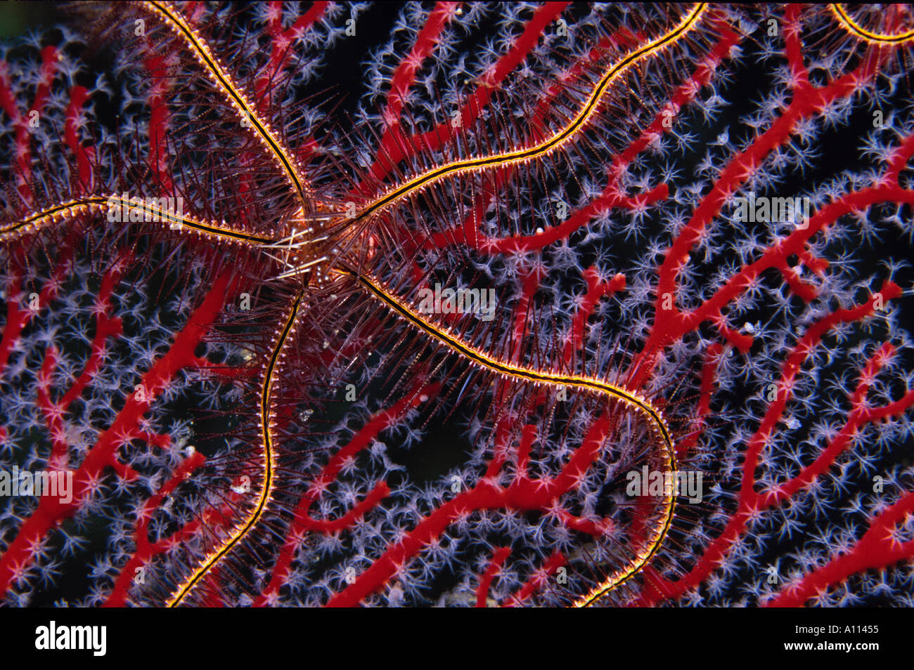 A BRITTLE STAR Ophiomastix janualis STROLLS ACROSS A RED GORGONIAN IN THE SOLOMON ISLANDS Stock Photo