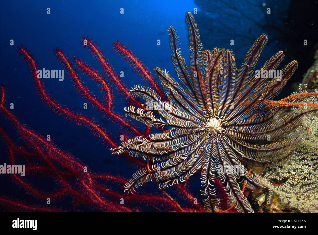 Frilly hi-res stock photography and images - Alamy
