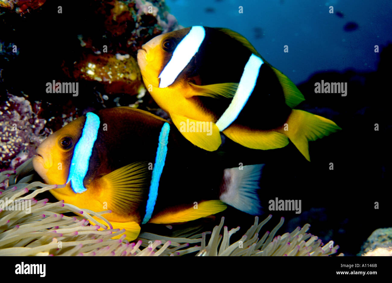 A PAIR OF CLARKS ANEMONEFISH Amphiprion clarkii POSE SIDE BY SIDE ABOVE THEIR HOST ANEMONE IN FIJI Stock Photo