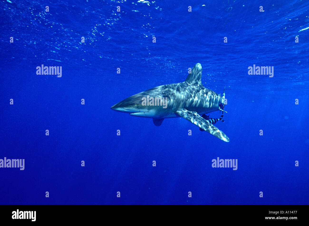 AN OCEANIC WHITETIP SHARK Carcharhinus longimanus GLIDES MAJESTICALLY BY WITH HIS COLLECTION OF PILOT FISH Stock Photo