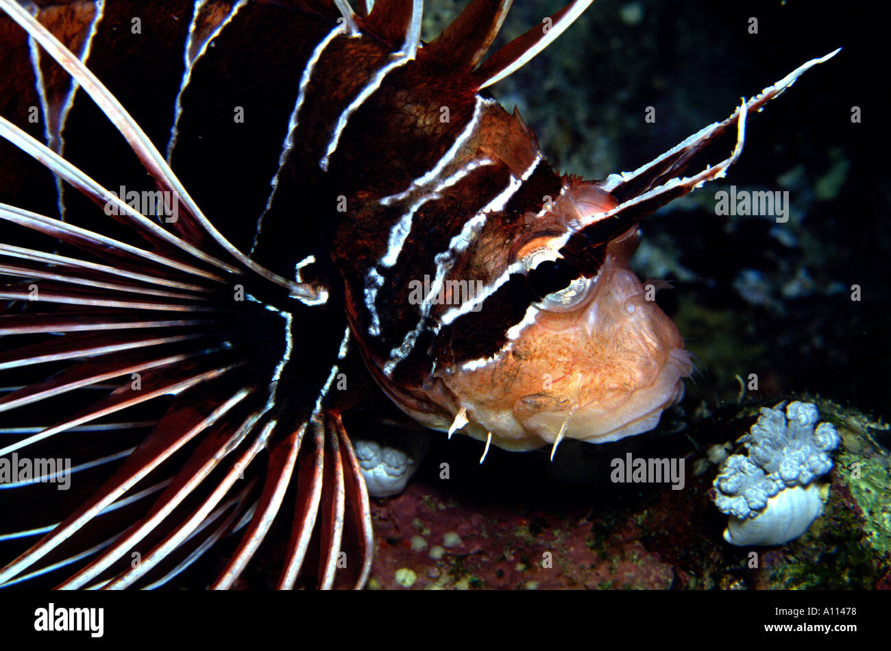 A STRIPED CLEARFIN LIONFISH Pterois radiata WITH HIS POISONOUS FINS EXTENDED STARES BACK INTO YOUR EYES Stock Photo