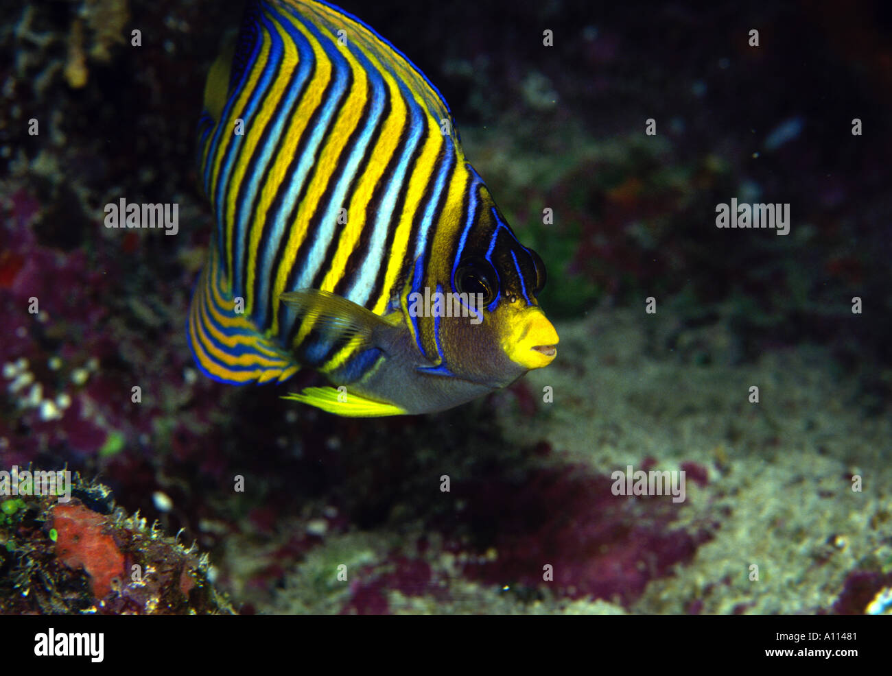 A JUVENILE REGAL ANGELFISH Pygoplites diacanthus LOOKS ABOUT FOR ITS NEXT  MEAL OF SPONGES IN THE WATERS OF FIJI Stock Photo - Alamy